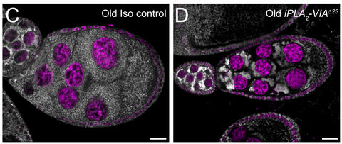 mitoYFP egg chambers